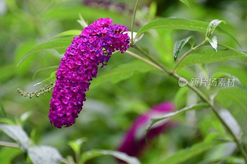 budleja / Butterfly Bush /夏季丁香